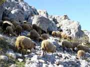 Schafe Kroatien